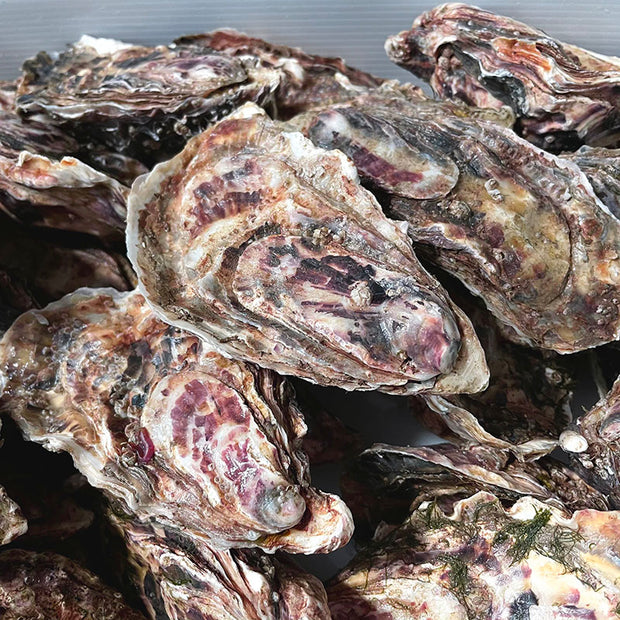 Whitstable Rock Oysters