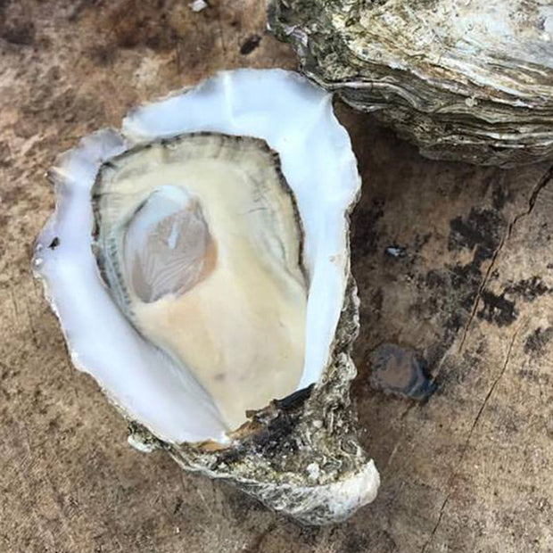 Whitstable Rock Oysters