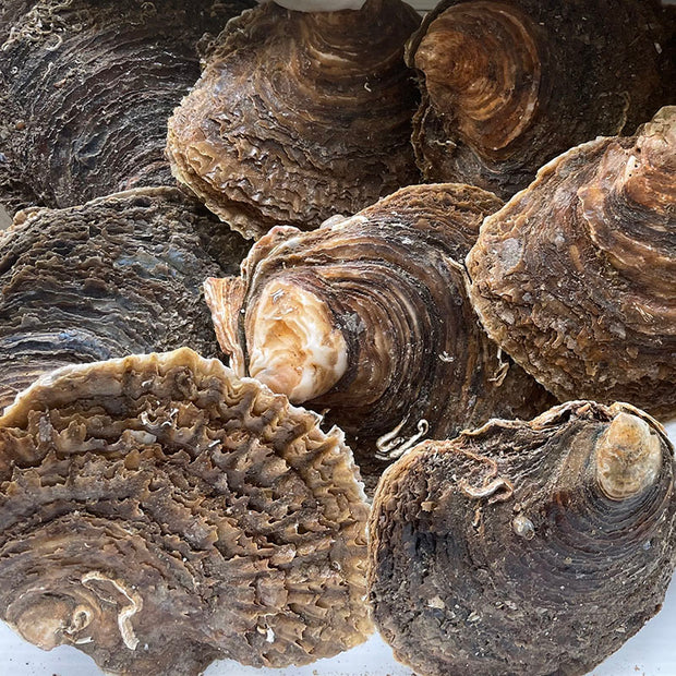 Whitstable Native Oysters